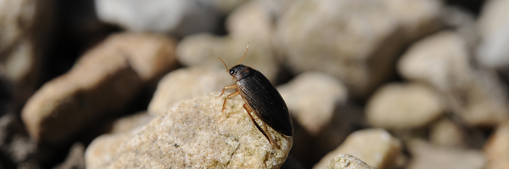 TERRESTRIAL INVERTEBRATES- INSECTS